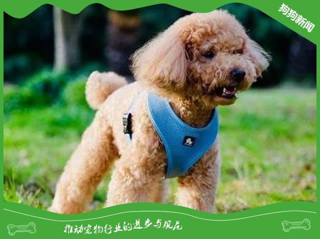 泰迪母犬多年不孕是怎么回事？