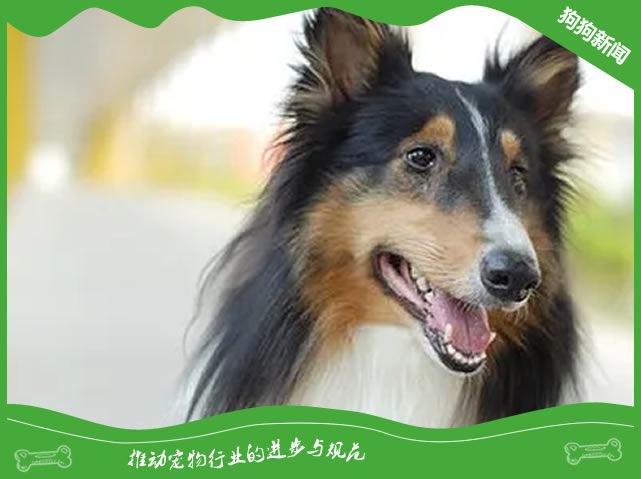 苏格兰牧羊犬：揭秘易养秘诀！