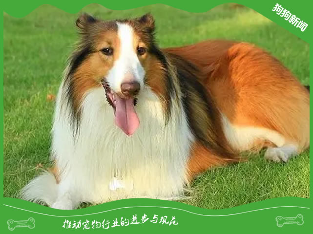 为什么苏格兰牧羊犬是养宠新手的最佳选择？