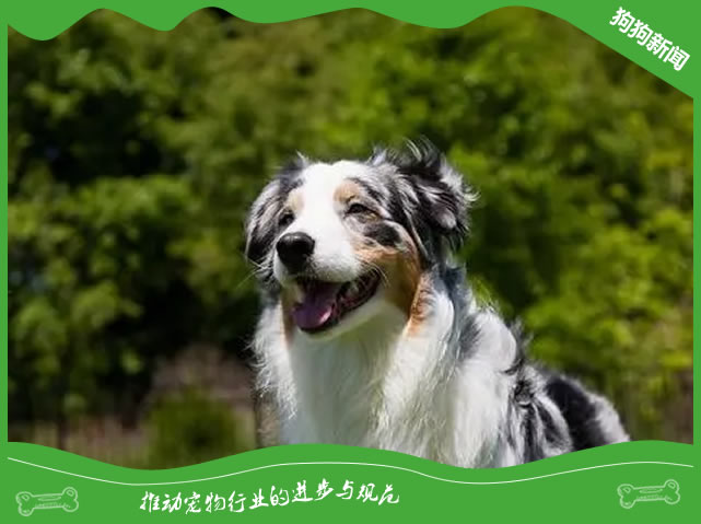 澳洲牧羊犬好养吗 健壮好饲养不娇贵