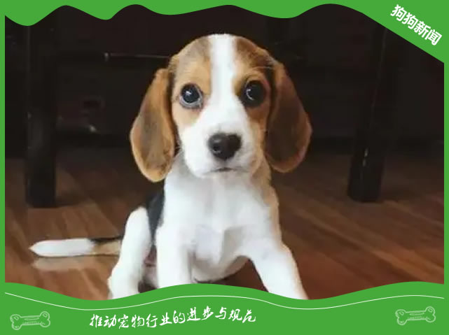 比格犬好训练吗 三个月之后开始训练