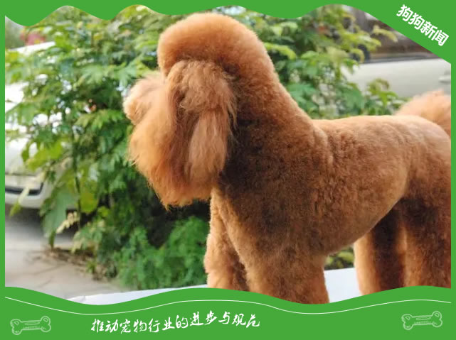 “调皮小子”贵宾犬喜欢乱咬家具应该怎么办