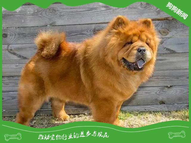 1个多月的松狮犬泪痕严重怎么去除