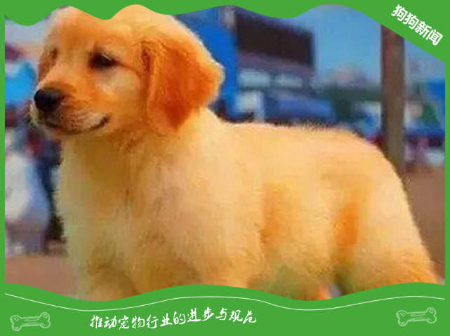 金毛幼犬价格一般多少?