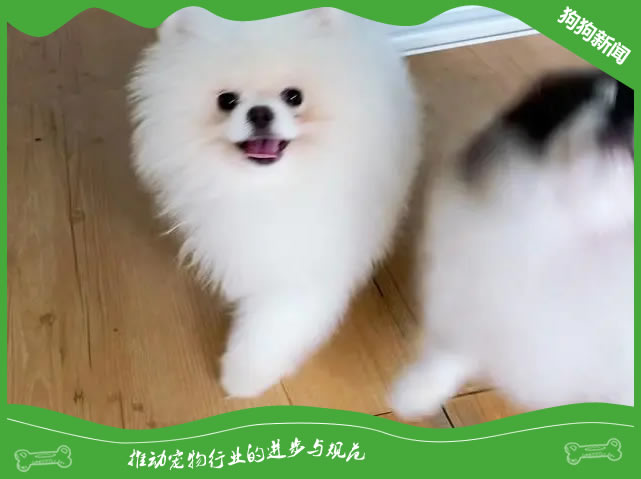 博美犬养护秘籍：选对狗粮，健康每一天！