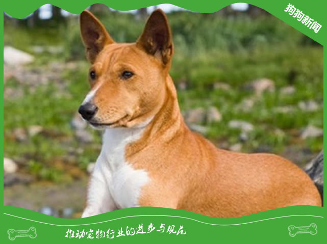 巴辛吉犬历史由来及外貌特征