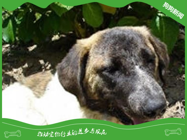 阿兰多獒犬价格及饲养方法