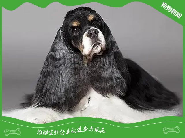 轻松应对可卡犬毛发护理难题！