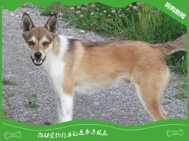 挪威伦德猎犬价格及饲养方法