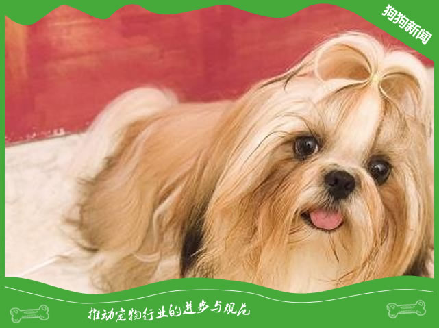 西施犬为什么叫西施犬？