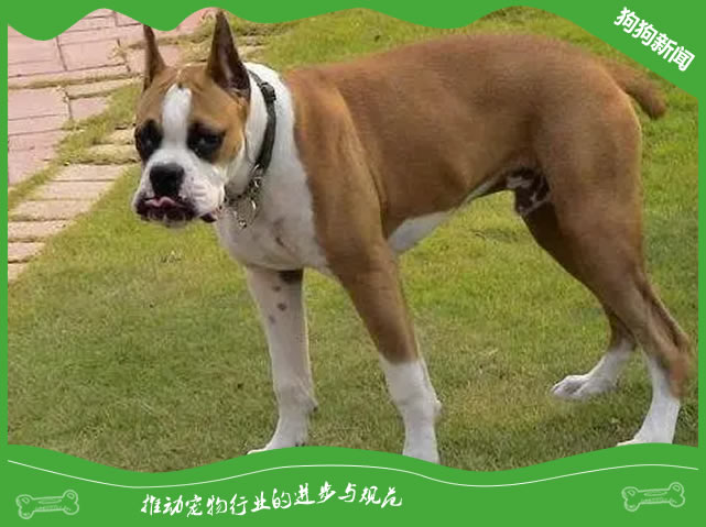 1个月拳师犬呕吐白物的紧急处理法