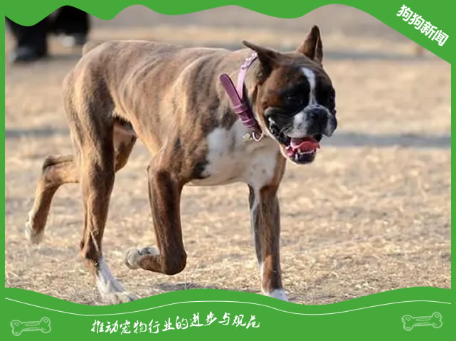 1个月大拳师犬呕吐白物？急救指南来了！