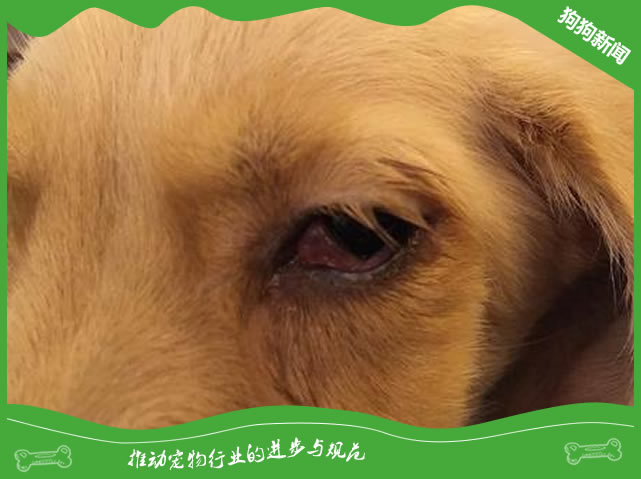 犬角膜溃疡原因|诊断|预防及治疗方法