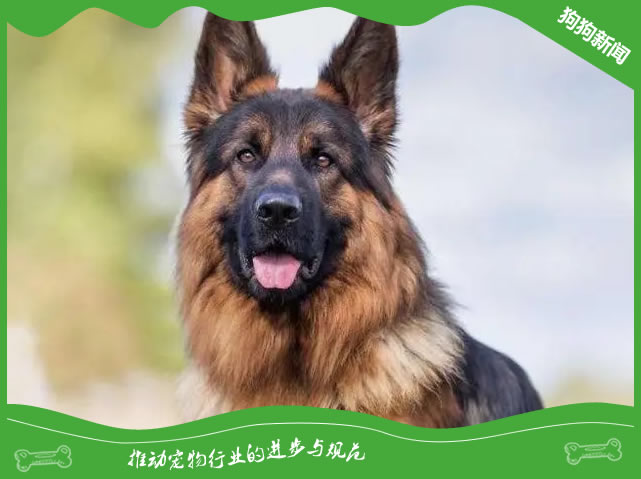 德牧犬牙齿松动？一招教你轻松解决！