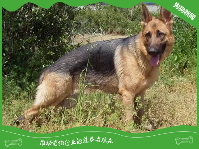 德牧犬牙齿松动？5步紧急护理指南！