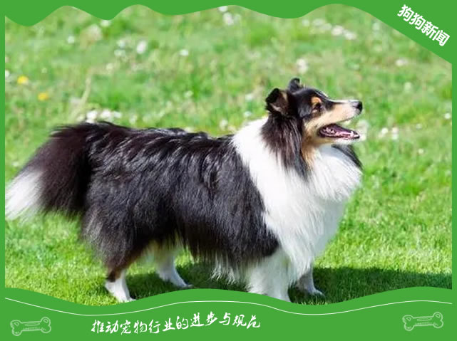 喜乐蒂牧羊犬养护秘籍