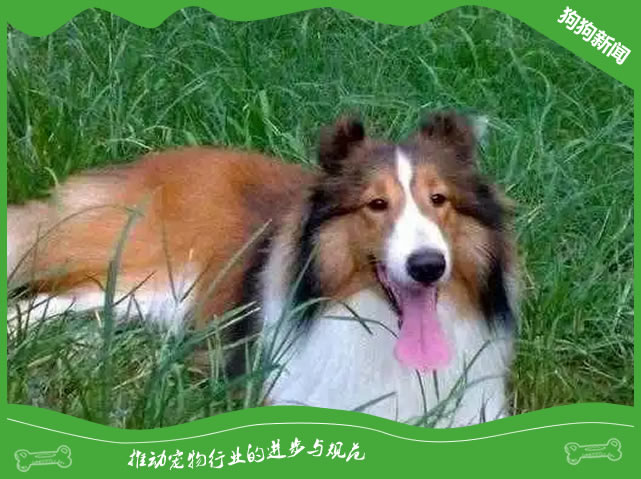 让你的喜乐蒂牧羊犬健康快乐成长