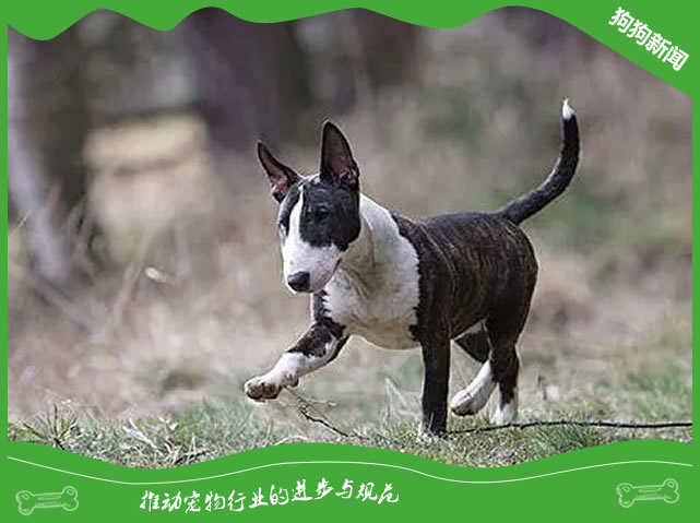 断奶秘籍：牛头梗幼犬的营养过渡指南！