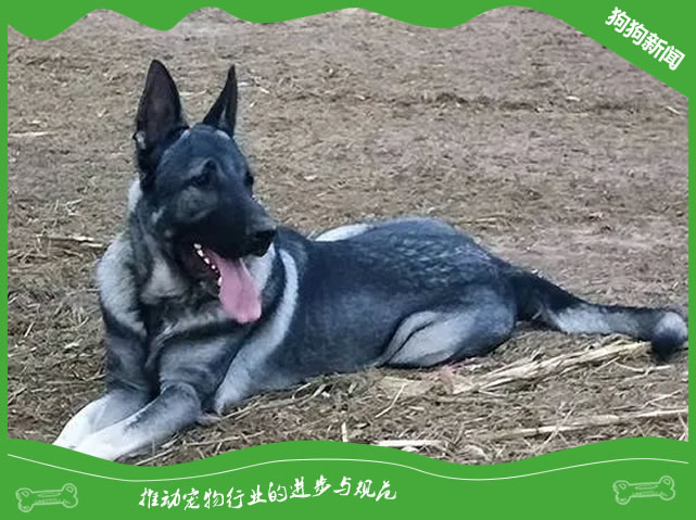 揭秘狼青犬不长个的5大原因！