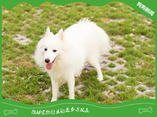 为什么银狐犬成为家宠的少数派？