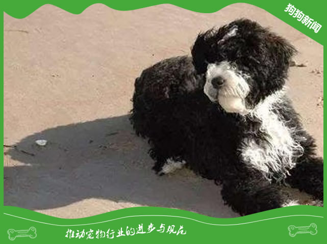 纯种葡萄牙水犬图片|葡萄牙水犬标准