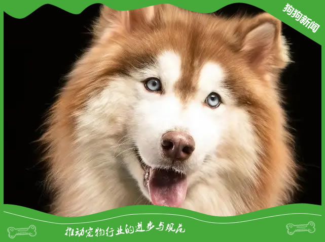 快速学会训练聪明的阿拉斯加犬！