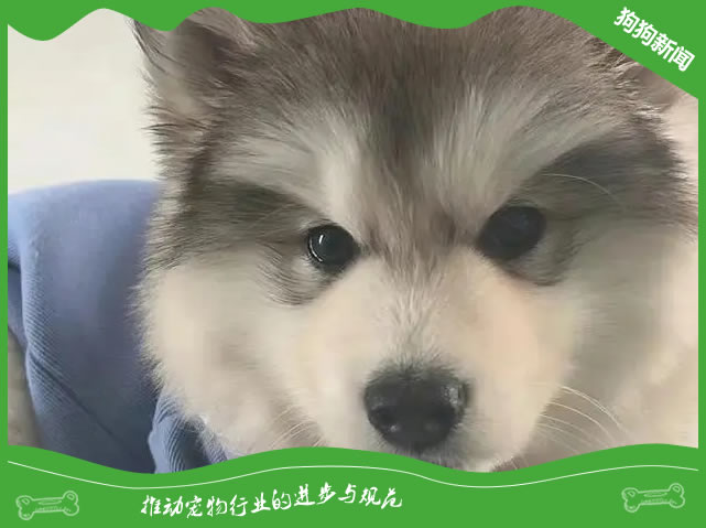 阿拉斯加犬的5大健康保养秘籍