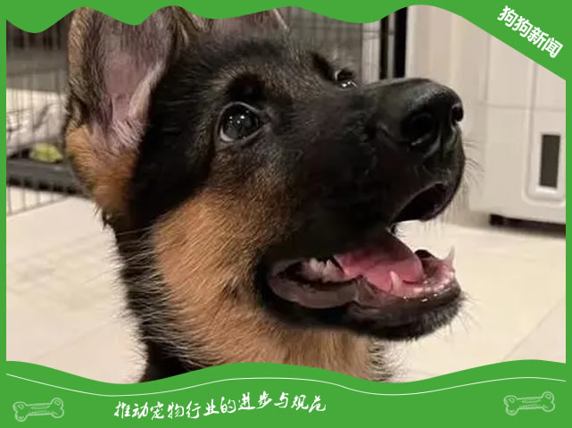 3个月德国牧羊犬快速成长秘籍