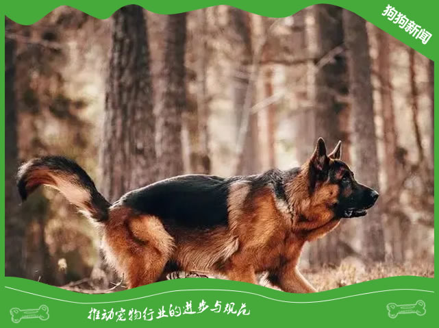 德国牧羊犬训练技巧：5个方法让狗狗更听话！