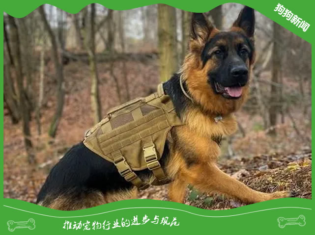 德国牧羊犬繁殖必知