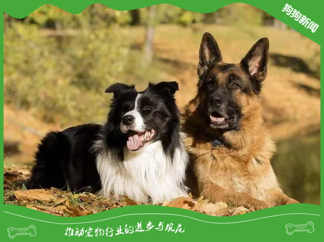 德国牧羊犬繁殖5大注意事项揭秘！