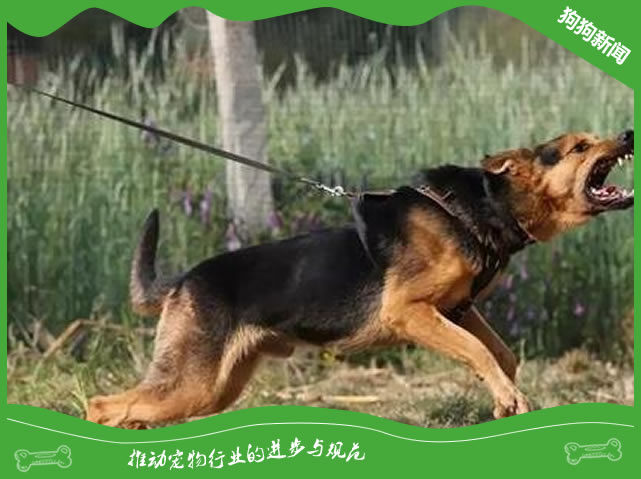 犬细小病毒治疗一般要花多少钱?