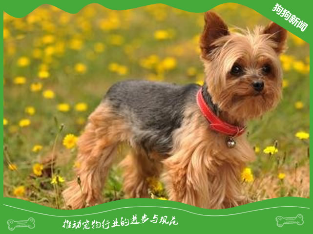 冠状病毒是不是犬瘟?