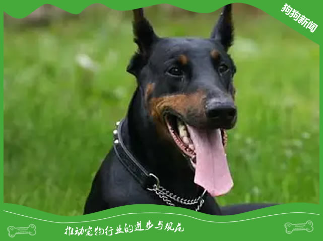 揭秘杜宾犬高效训练的三大技巧！