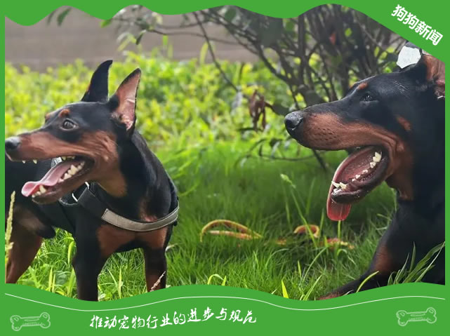 揭秘杜宾犬繁殖：专业指南带来健康后代！