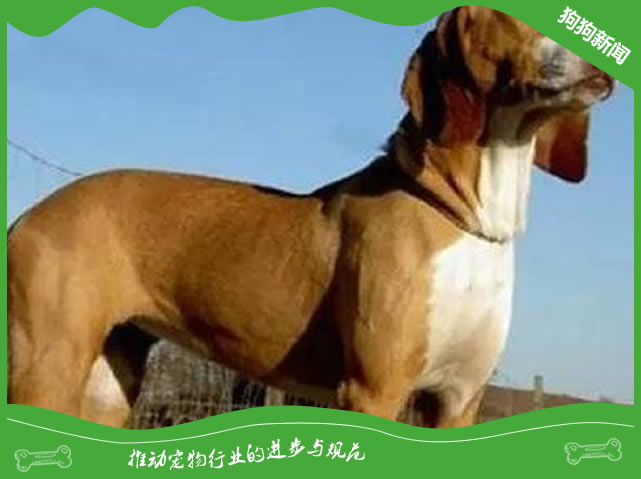 波萨维茨猎犬好养吗？