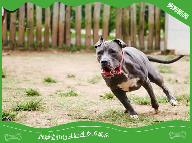 比特犬选择秘籍：养狗必看！