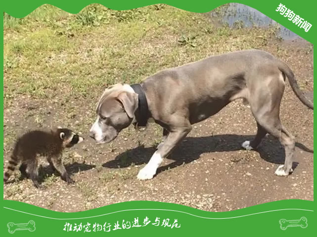 比特犬瘦弱？5招快速养成肌肉狗！