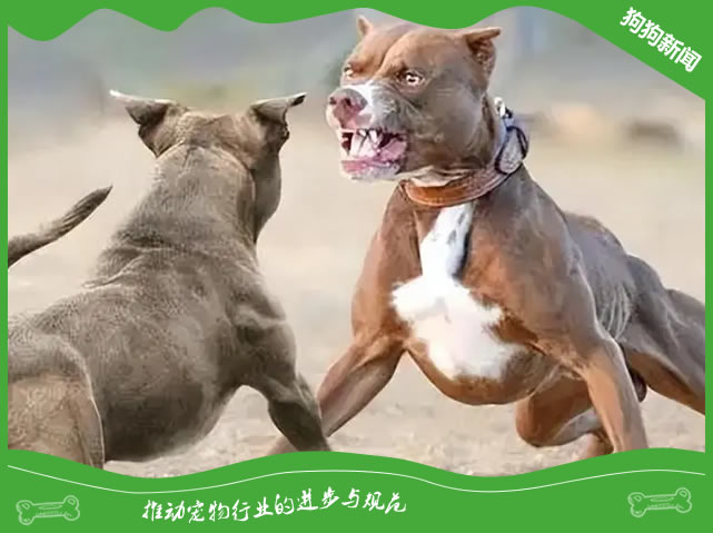 轻松训练你的比特犬！