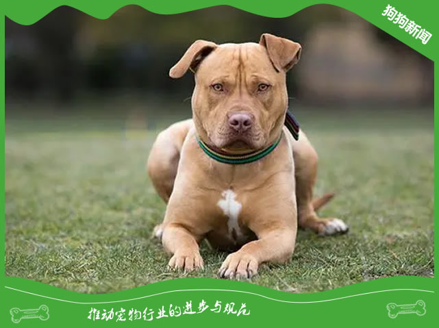 迅速纠正比特犬的不听话行为！