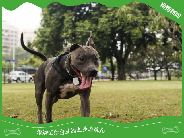 比特犬配种必知：5大注意事项！