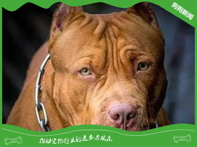 比特犬配种秘籍，专家揭秘5大必知事项！