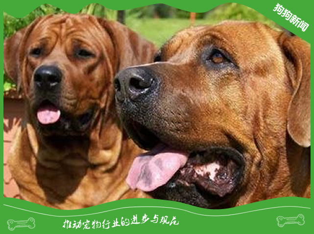 土佐犬性格特点全面分析