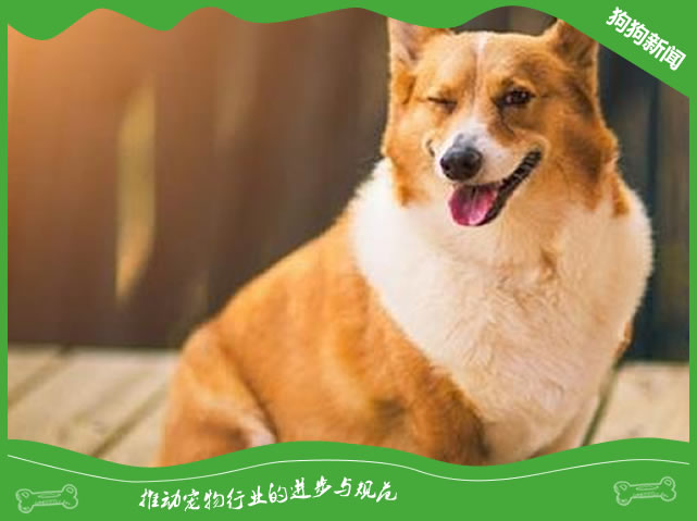 柯基和柴犬哪个好养?