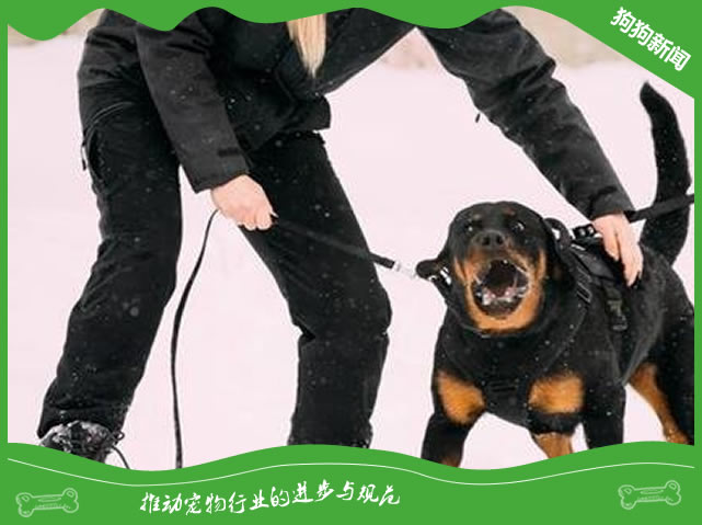 卡斯罗犬和罗威纳犬，谁才算是最好护卫犬？