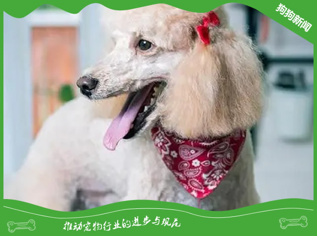 巨贵犬购买指南：别让误区毁了你的选择！