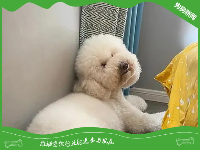 刚买巨贵犬？喂养秘籍大揭秘！