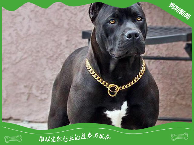 卡斯罗犬为什么要剪耳朵？卡斯罗裁耳断尾的原因