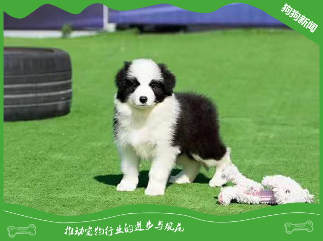 边牧犬多少钱一只？各个级别的边牧犬价格