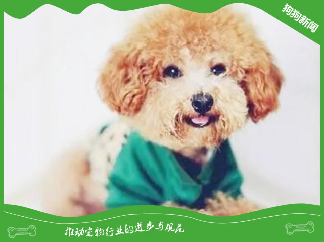 泰迪犬经常发抖是什么原因？